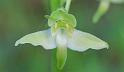 platanthera chlorantha 